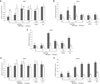 Novel Temporal Expression Patterns of EBF-Binding Proteins in Wing Morphs of The Grain Aphid Sitobion miscanthi